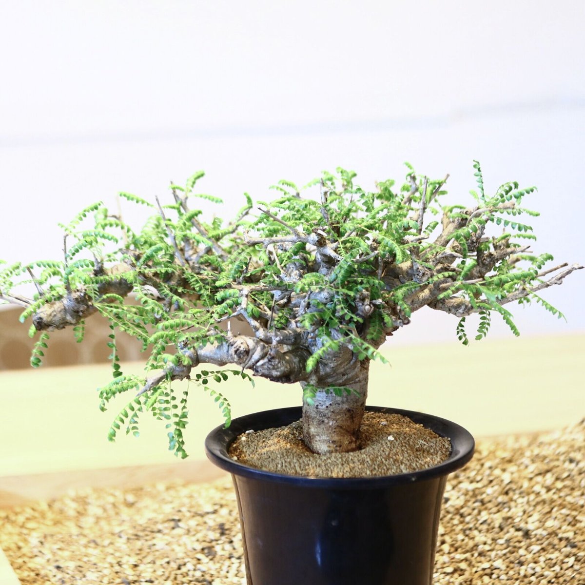 ボスウェリア ネグレクタ/ Boswellia neglecta no.43001 | ボスウェリア ネグレクタ/ Boswellia neglecta no.43001 |