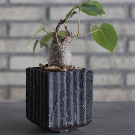 Pseudobombax ellipticum × soso (3.5号)  no.614/18