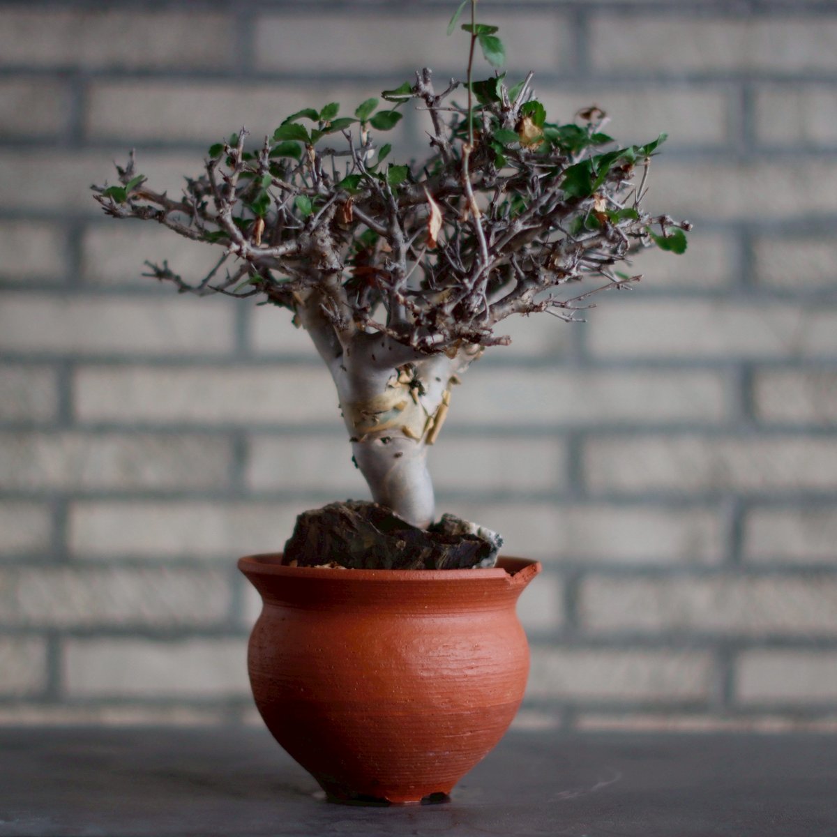 Commiphora wightii × N/OH (5号) no.830-4 | 芽の巣山