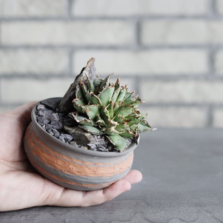 Agave titanota filigree Devil × N/OH (3号)  no.920/7