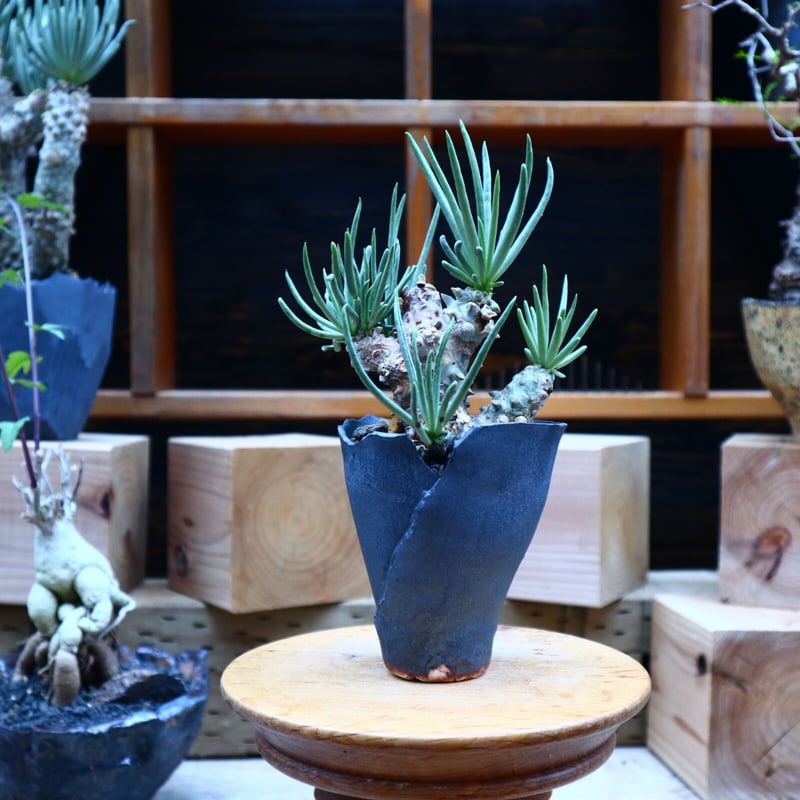 チレコドン ワリチー／Tylecodon wallichii no.70418 | 芽の巣山