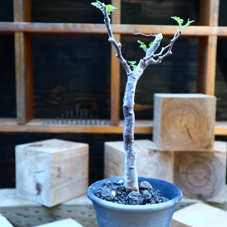 コミフォラ モンストローサ／Commiphora monstrosa   no.80828