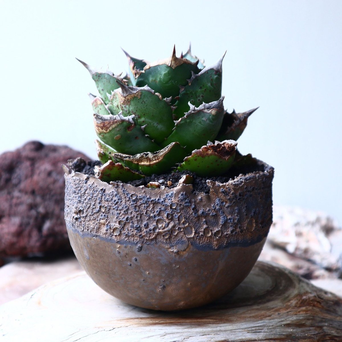 アガベ チタノタ FO-76 Agave titanota アガベ チタノタ FO-76 Agave titanota