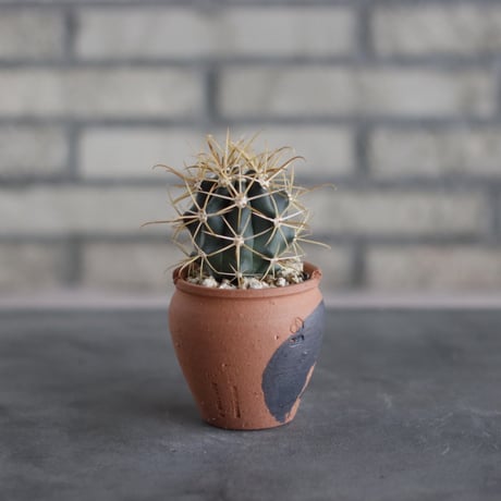 Ferocactus chrysacanthus / 金冠竜 × N/OH (2.5号)  no.510/39