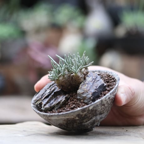 アボニア クイナリア アルストニー／Avonia quinaria ssp. alstonii   no.103035