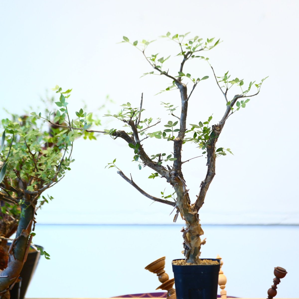 ブルセラ ファガロイデス / Bursera fagaroides no.62515 | ブルセラ ファガロイデス / Bursera fagaroides no.62515 |