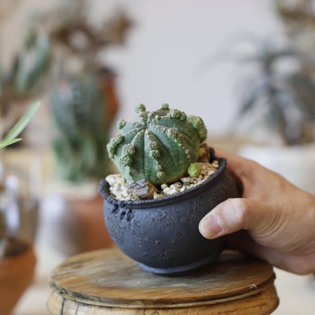 Euphorbia  symmetrica × takero pot (3号)  no.104/26