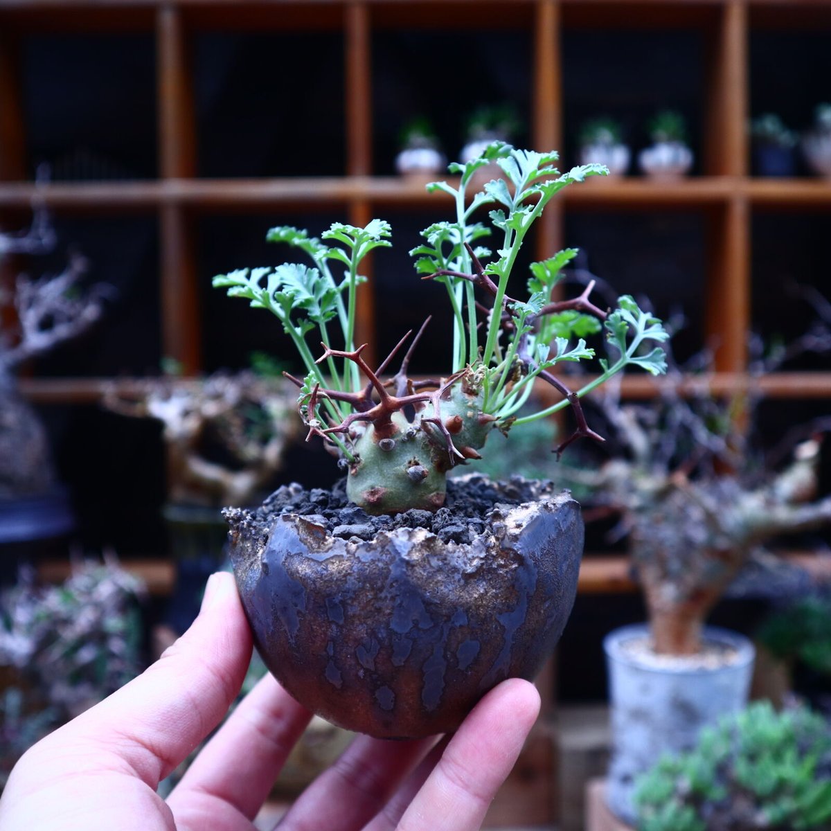 ペラルゴニウム クリズミフォリウム／Pelargonium crithmifolium ...