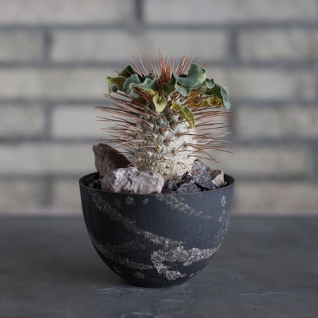 Pachypodium namaquanum (光堂)  × 陶器鉢 (4号)  no.524/14