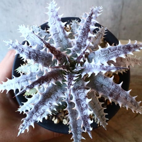 Dyckia ‘Arizona’hybrid (タイsueb氏ハイブリッド).    003