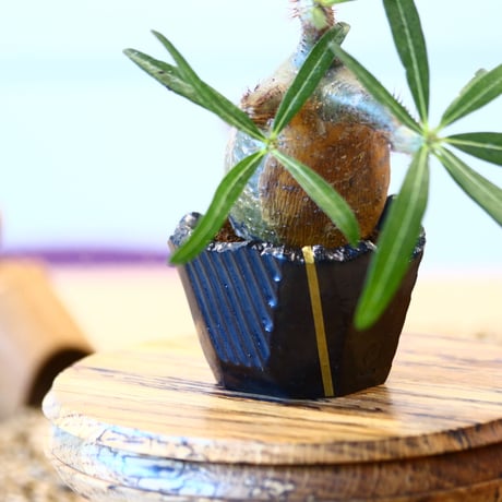 N/OH × Pachypodium  gracilius    no.61831