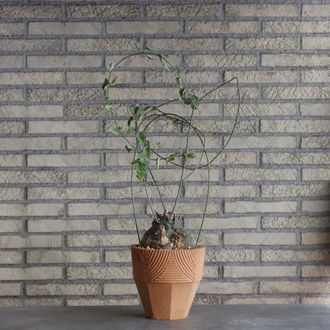 Adenia spinosa × N/OH (6.5号) no.510/3 | 芽の巣山