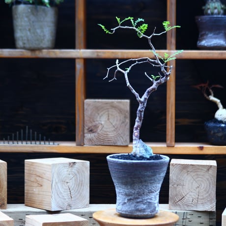 コミフォラ モンストローサ   Commiphora monstrosa   no.82229