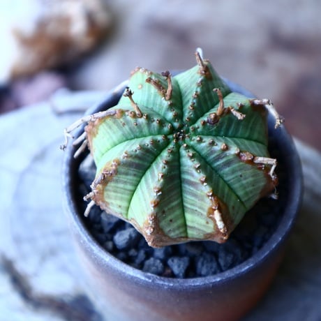 ユーフォルビア  バリダ    Euphorbia valida   no.52622