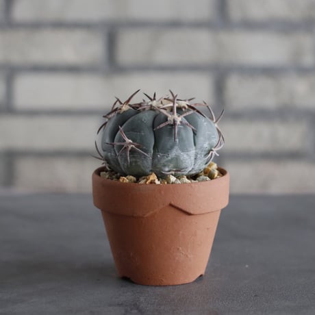 Echinocactus horizonthalonius (花王丸) × YAMABACHI (3号) no.614/5