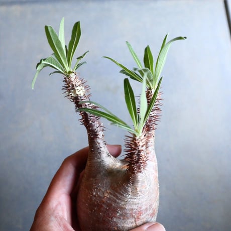パキポディウム グラキリス   Pachypodium rosulatum var. gracilius no.110338