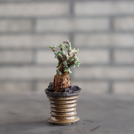 Ceraria pygmaea × takero pot (2号)  no.823-27