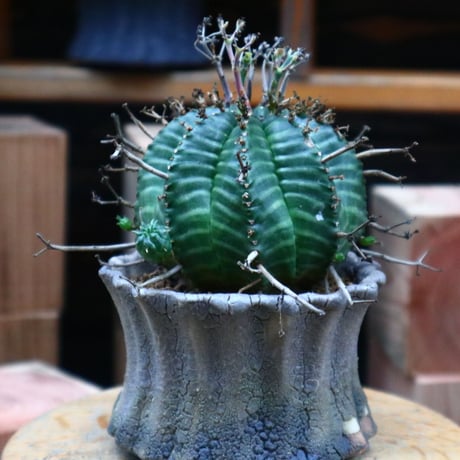 ユーフォルビア  バリダ／Euphorbia valida    no.73135