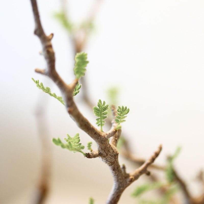 コミフォラ モンストローサ / Commiphora monstrosa no.41620