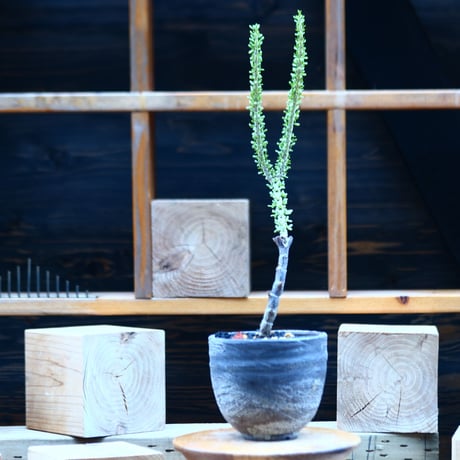 hiro　ケラリア　ナマクエンシス namaquensis | STORES