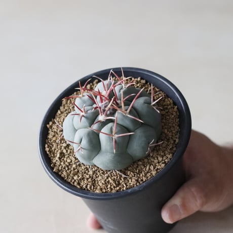 Thelocactus 'Tsurumusha' / 鶴武者 (3.5号鉢)  no.913/19