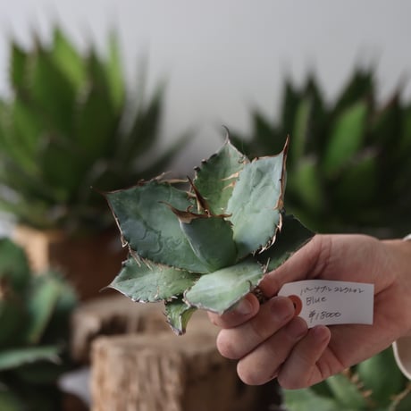 U.S. personal collection Blue (Agave titanota blue) / Style of Chika　no.1206-46