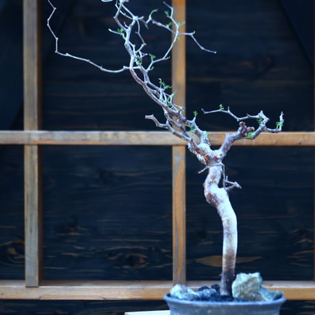 コミフォラ モンストローサ／Commiphora monstrosa   no.100351