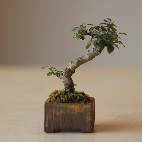 ツゲ / YOSHIZAWA3-SHOHINBONSAI   no.223-8