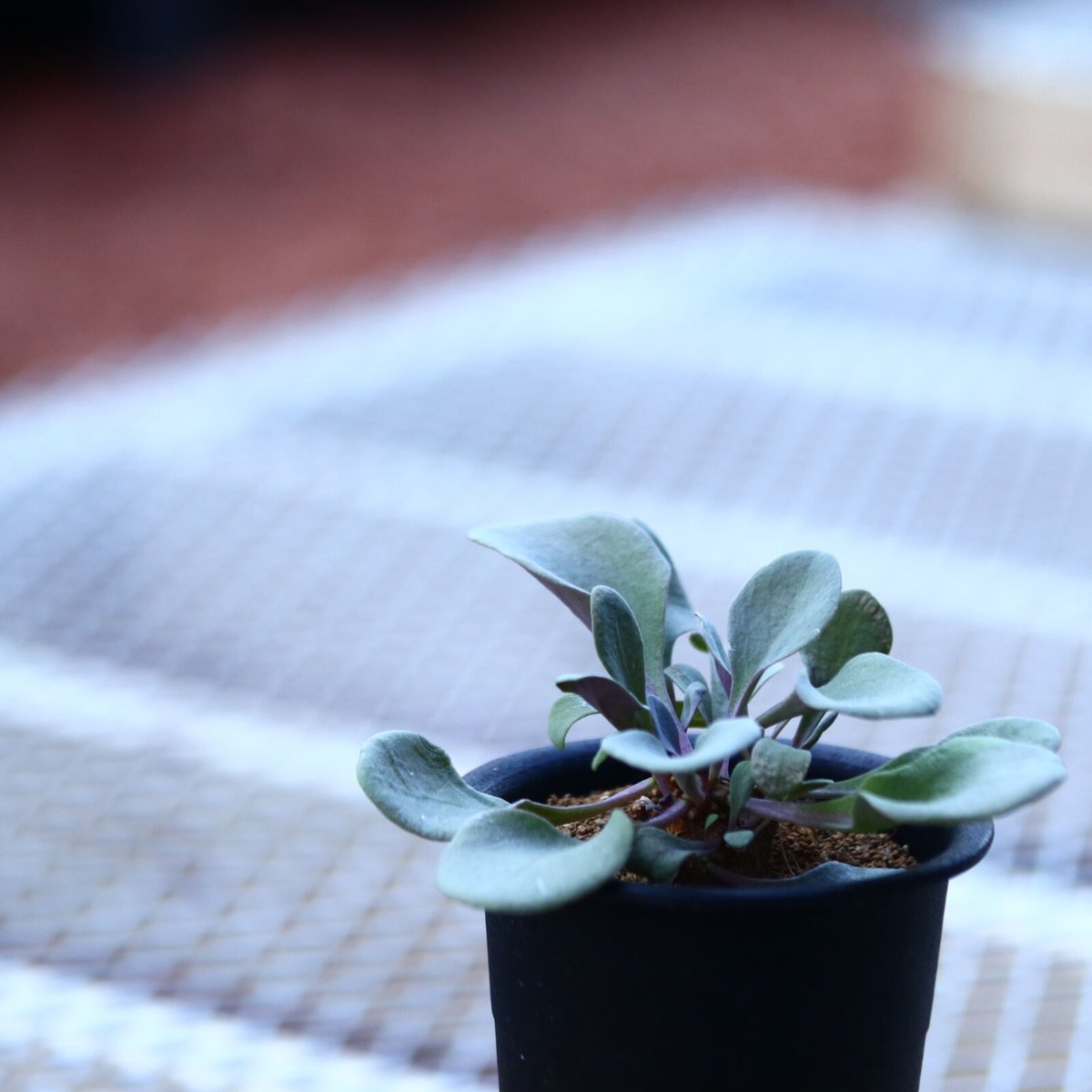 オトンナ アルミアナ 実生 Othonna armiana no.120645 |