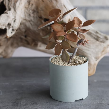 Kalanchoe orgyalis (仙人の舞) × 備前鉢3号 / twurue  no.607-18