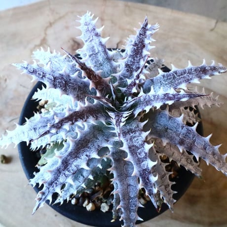 Dyckia ‘Arizona’hybrid (タイsueb氏ハイブリッド).    003