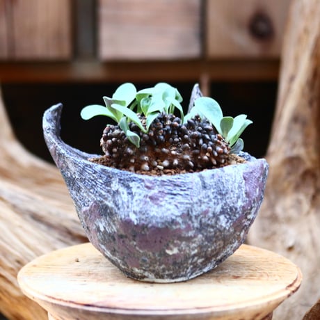 アルミアナ | STORES