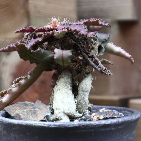 ユーフォルビア  フランコイシー／Euphorbia francoisii   no.92508
