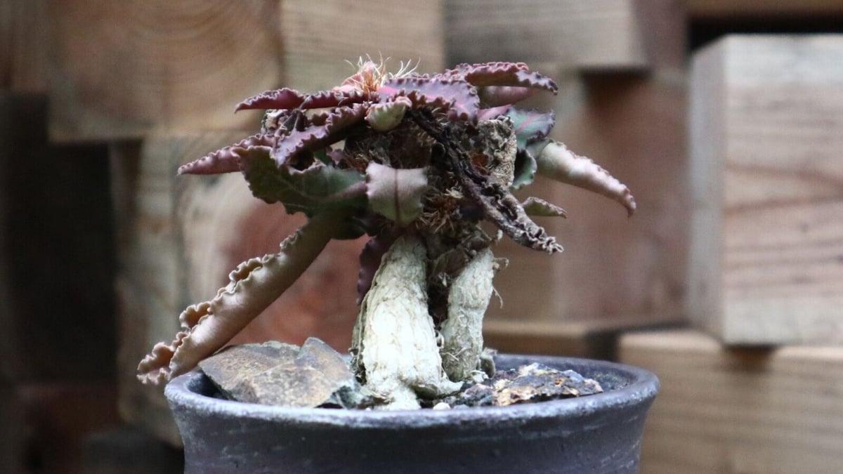 ユーフォルビア フランコイシー／Euphorbia francoisii no.9250