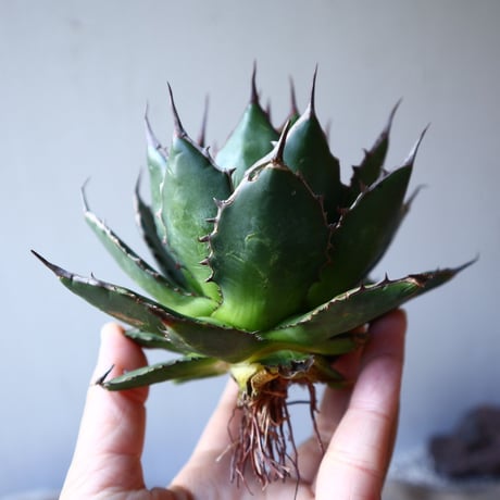 アガベ ホリダ   Agave horrida    no.111014