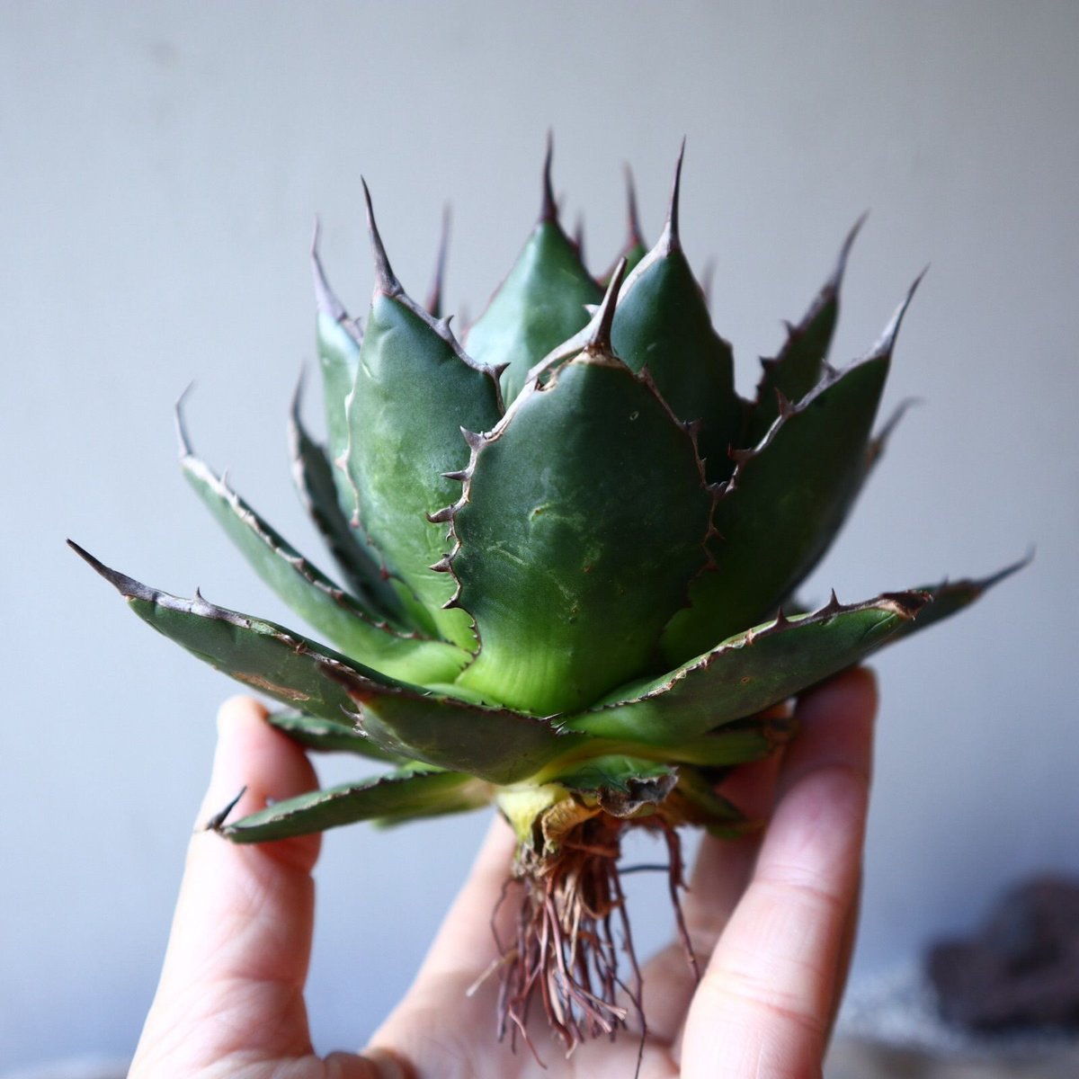 アガベホリダ極上株　Agave horrida No.AHRD014 アガベホリダ極上株 Agave horrida No.AHRD014 - メルカリ