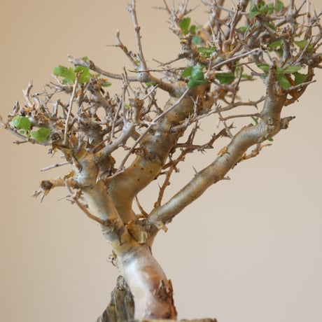 Commiphora wightii × たけろうポット   no.90104