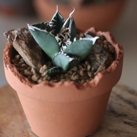 Agave titanota South African Diamond "SAD"×YAMABACHI var. N/OH  no.1115-19