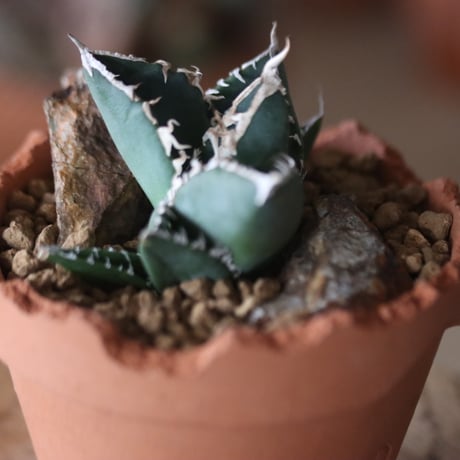 Agave titanota South African Diamond "SAD"×YAMABACHI var. N/OH  no.1115-19