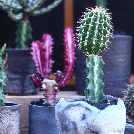 ユーフォルビア  コルムナリス 接木  Euphorbia columnaris   no.32112