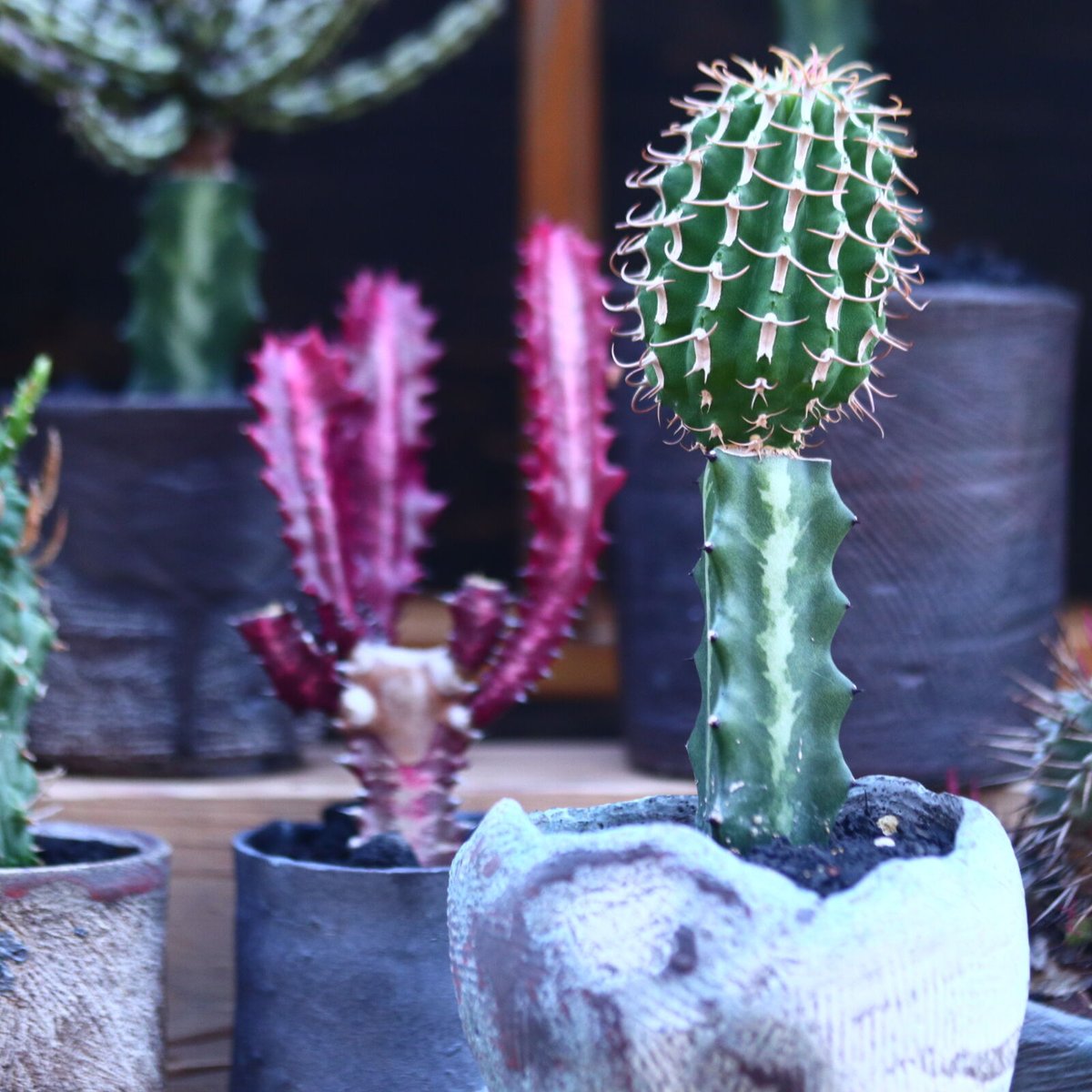 ユーフォルビアコルムナリス 群生 台付 ユーフォルビア コルムナリス 接木 Euphorbia columnaris no.3