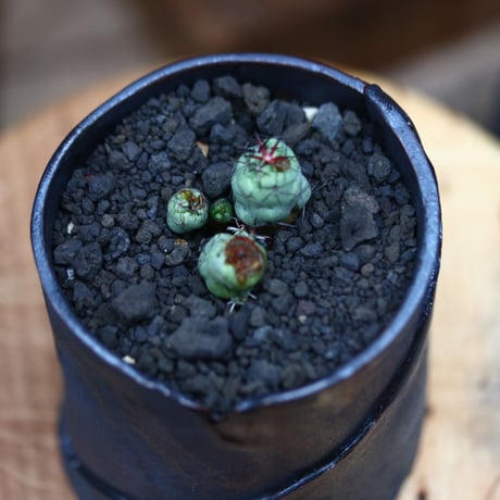 オルテゴカクタス  マクドガリー／Ortegocactus macdougallii     no.102437