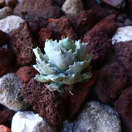アガベ イシスメンシス   Agave Isthmensis   no.30836