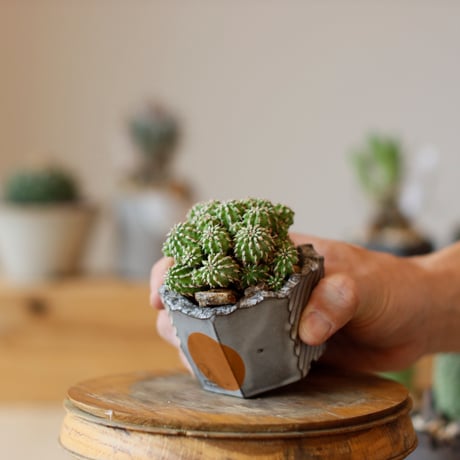 Euphorbia sepultap × N/OH (2.5号)  no.111/25