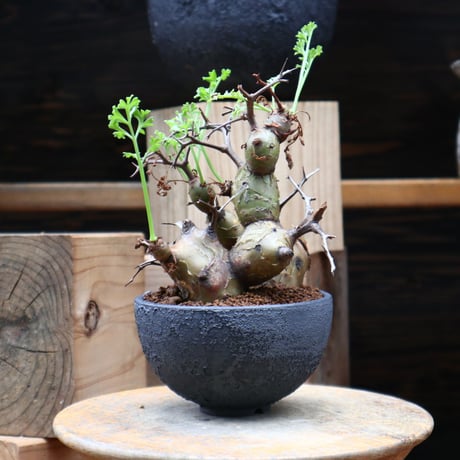 ペラルゴニウム  クリズミフォリウム／Pelargonium crithmifolium    no.82817
