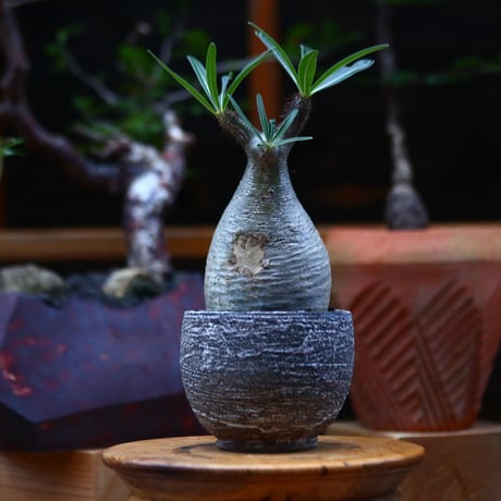 パキポディウム  グラキリス ／Pachypodium  gracilius     no.101037