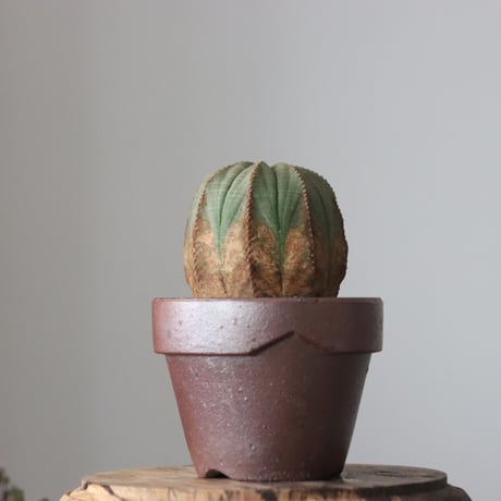 Euphorbia obesa  × YAMABACHI var. 六本芽  no.61610