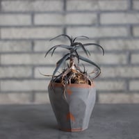 Aloe acutissima × N/OH (3.5号)  no.510/18