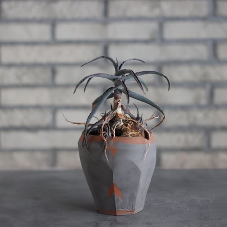 Aloe acutissima × N/OH (3.5号)  no.510/18