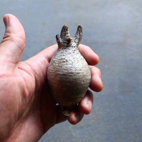 パキポディウム グラキリス 抜苗  Pachypodium rosulatum var. gracilius no.92906
